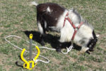 pristine-pet-anchor-animal-dog-tie-out-tether-insure-safety-portable-ground-anchoring-device